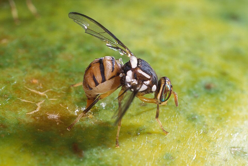 Oriental Fruit Fly