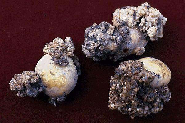 Potato Wart