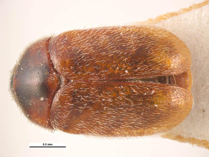 Khapra Beetle